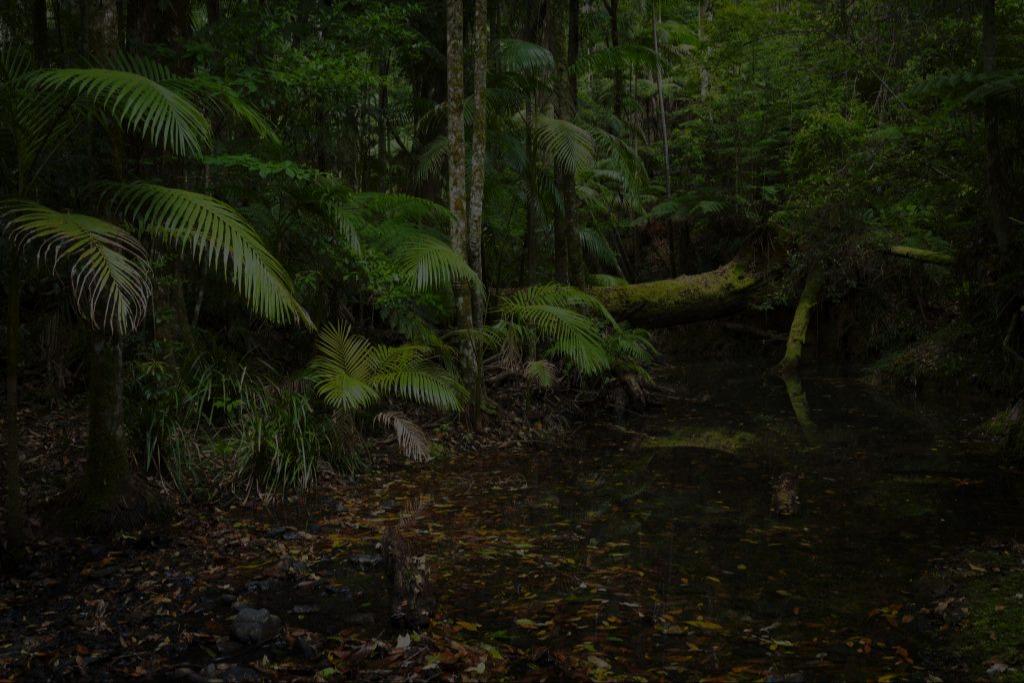 Bruxner park - Bangalow Track.
5 September 2026
08:00 am – 11:30am
5 km, Grade 3. Ascent/descent 70m.
Enjoy this loop walk through Bruxner Park Rainforest – a moderate challenge with tree roots and steps along the way.

